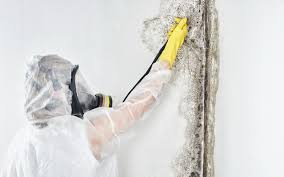 Trusted Oxnard, CA Mold Removal Experts